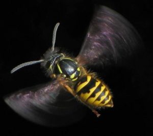 Eine sogenannte Gemeine Wespe im Flug. - Foto: von Soebe via Wikipedia