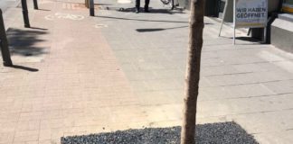 Teerschichten um Bäume in der Großen Bleiche entrüsten Mainzer – Stadt: nur Provisorium
