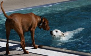 Hunde dürfen am kommenden Sonntag im Mainzer Taubertsbergbad beim 3. Hundeschwimmtag plantschen. - Foto: Mainzer Stadtwerke