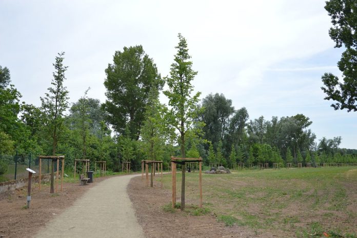 Lesselallee auf der Maaraue: Fällung schmerzt nach sechs Jahren noch immer – Ortsbeirat sorgt sich um Ulmen