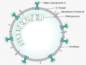 Der Aufbau des Coronavirus Sars-CoV-2. - Grafik by SPQR10 via Wikipedia