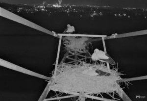 Funktioniert rund um die Uhr: Die Live-Webcam erlaubt einen direkten Blick in zwei Storchennester bei Mainz-Laubenheim. - Foto: gik