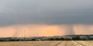 2020 eines der heißesten Jahre der Menschheit – Mainzer Forscher rekonstruieren 2100 Jahre Sommerklima an Eichen