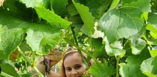 Federweißer-Lese deutlich später begonnen: Weinreife auf dem Niveau der 1980er-Jahre – Weinlese nicht vor Mitte September