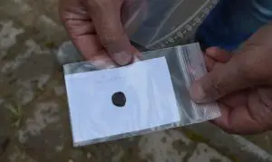 Römische Münze aus dem 3. Jahrhundert, gefunden am Drususstein. - Foto: gik