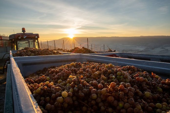 Knackiger Frost macht frühe Eisweinlese möglich: Edelsüße Weinspezialität an Nahe und Mosel gelesen