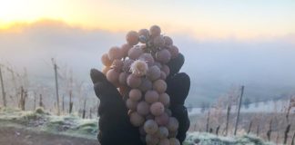 Eiswein 2024: Raritäten in eiskalter Vollmondnacht gelesen – Spezialität 1830 in Bingen entdeckt und schon bei Römern bekannt