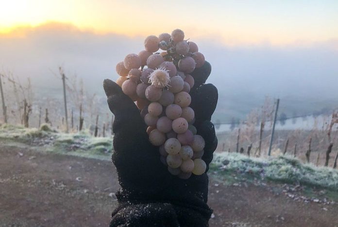 Eiswein 2024: Raritäten in eiskalter Vollmondnacht gelesen – Spezialität 1830 in Bingen entdeckt und schon bei Römern bekannt