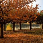 Herbst am Rheinufer Kastel neu kleiner