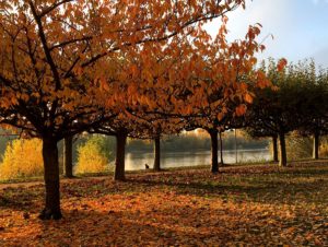 Goldene Herbstfarben bescherte schließlich noch der November auf den letzten Metern des Jahres 2021. - Foto: gik