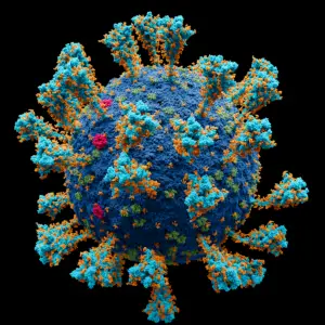 Wissenschaftlich akkurates Atommodell des Coronavirus SARS-CoV-2, allerdings noch vor der Omikron-Variante. - Foto via Wikipedia von Alexey Solodovnikov