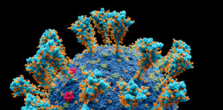 UPDATE – Erster Omikron-Fall in Rheinland-Pfalz – In Mainz Deltawelle vor allem an Kitas und Schulen, Hotspot Wiesbaden