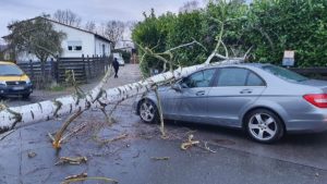In Wackernheim beschädigte ein umgestürzter Baum ein Auto. - Foto: BYC News