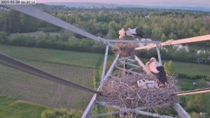 Brütende Störche auf dem Strommast bei Mainz-Laubenheim 2021 - jetzt ist die Webcam wieder live. - Screenshot: gik