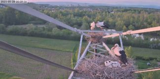 500 Störche brüten im Raum Mainz-Wiesbaden – Live-Webcam ins Storchennest schaut erneut zwei Paaren beim Brüten zu