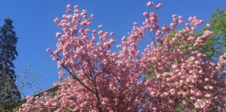 Der geschenkte Baum: Stadt Mainz verschenkt 2025 noch einmal 75 Bäume an Gartenbesitzer – Vom Obstbaum bis Parkbaum