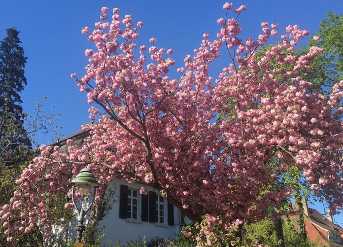 Der geschenkte Baum: Stadt Mainz verschenkt 2025 noch einmal 75 Bäume an Gartenbesitzer – Vom Obstbaum bis Parkbaum