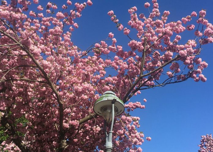 Rosa Blütenmeer in der Ritterstraße in Mainz: Die japanischen Zierkirschen blühen