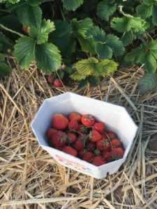 Erdbeeren in Hechtsheim selbst pflücken - noch geht das nicht. - Foto: gik