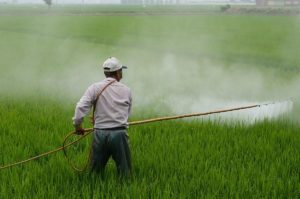 Ein Landwirt bringt Pestizide auf einem Reisfeld aus. - Foto via Pixabay
