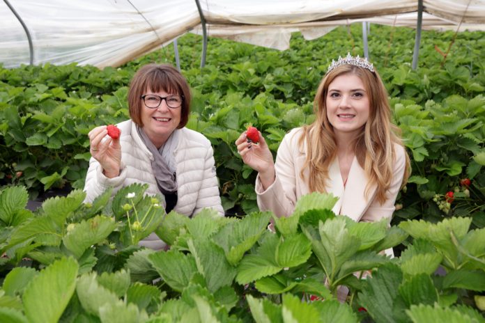 Erdbeersaison 2022 eröffnet: Hessische Erdbeerkönigin Meta I. gibt Startschuss für Saison – Erdbeeren werden teurer