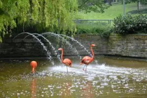 Die Flamingos im Mainzer Stadtpark in ihrem Gehege im Jahr 2017. - Foto: gik