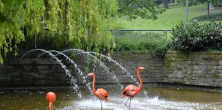 Flamingos aus dem Mainzer Stadtpark ziehen Anfang Juli um – Luisenpark in Mannheim und Zoo in Heidelberg werden neue Heimat