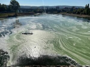 Blaualgen auf der Mosel bei Koblenz vor etwa einer Woche. - Foto: Silke Reitz