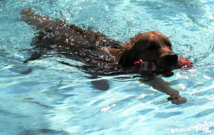 5. Mainzer Hundeschwimmtag im Taubertsbergbad am Sonntag – Auch im Wiesbadener Kallebad dürfen Hunde plantschen