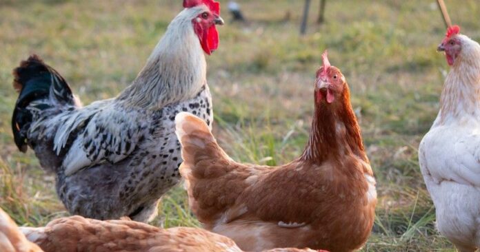 Serie brutaler Tierquälereien an Hühnern im Raum Ingelheim: Polizei sucht dringend Zeugen