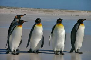 Königspinguine auf den Falkland Inseln. - Foto von Ben Tubby - flickr.com,