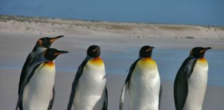 Wintereinbruch in Mainz: Warnung vor gefrierendem Regen mit starker Glatteisbildung – Pinguin-Gang und Wollsocken bei Eis