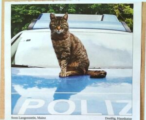 Polizeikatze Dreißig als stolzes Model für einen Kalender der Mainzer Polizei. - Foto: Polizei Mainz