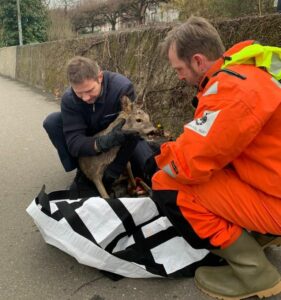 Rettungskräfte verpacken eines der Rehe in ein Netz für den weiteren Transport. - Foto: Polizei Mainz
