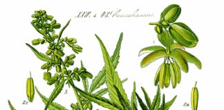 Cannabis-Freigabe: Polizei Wiesbaden warnt vor Verstößen im Straßenverkehr – Große Sperrgebiete in Mainz