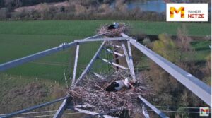 Livebild per Webcam direkt ins Storchennest: Zwei Storchenpaare brüten bereits auf dem Strommast in Mainz-Laubenheim. - Screenshot: gik