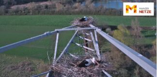 Störchen beim Brüten zuschauen: Livecam in Mainz erlaubt wieder direkten Blick ins Storchennest – Winterstörche immer häufiger