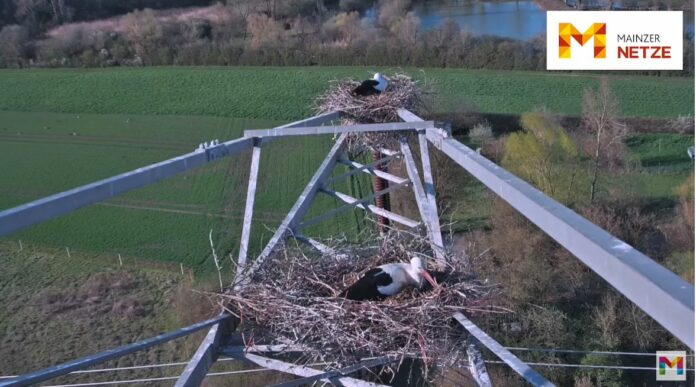 Störchen beim Brüten zuschauen: Livecam in Mainz erlaubt wieder direkten Blick ins Storchennest – Winterstörche immer häufiger