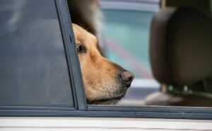 Ein Hund schaut aus dem Seitenfester eines Autos. - Foto: ZZF via Adobe Stocks