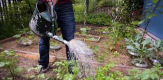 Und ewig ruft die Gießkanne? – Mainzer Netze: Mainz muss Trinkwasser sparen – Tipps zum wassersparenden Gärtnern