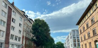 Streit um Umbau Mombacher Straße: Stadt Mainz will Erhalt von Bäumen prüfen – Steinkrüger hält an Entwurf aber fest