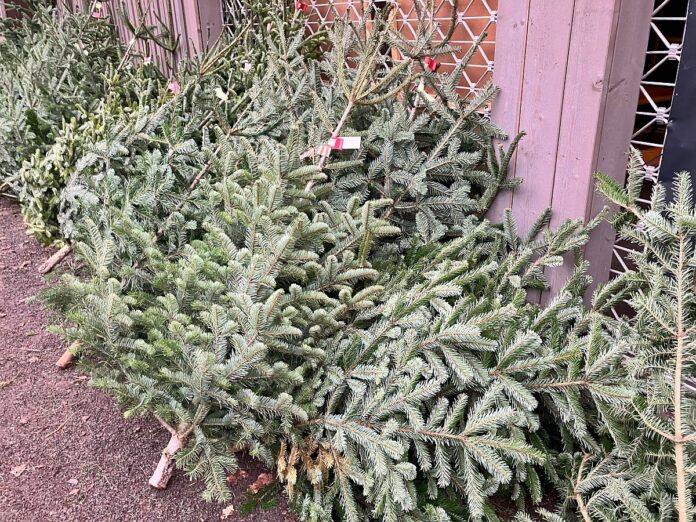 Pestizide in Weihnachtsbäumen: Zwei Drittel der Bäume belastet, auch mit Glyphosat – In Mainz Bio-Weihnachtsbäume knapp