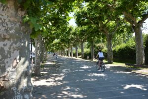 Promenade am Mainzer Rheinufer mit Platanenallee. - Foto: gik