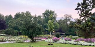 Der geschenkte Baum: Mainz verschenkt Bäume an Gartenbesitzer – Bauminitiative des Stadtrats von 2020 ohne Effekt