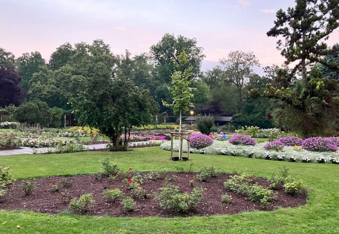 Der geschenkte Baum: Mainz verschenkt Bäume an Gartenbesitzer – Bauminitiative des Stadtrats von 2020 ohne Effekt
