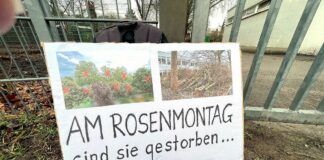 Baum-Massaker in Finthen an Fastnacht? – BI fürchtet: Stadt Mainz schafft an Rosenmontag Fakten an Peter-Härtling-Schule