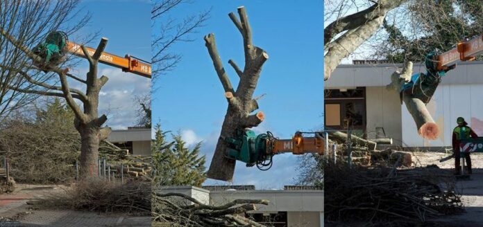 „Wir sind untröstlich traurig“ – Alte Bäume an Grundschule in Mainz-Finthen gefällt – ÖDP: Alternativpläne ignoriert