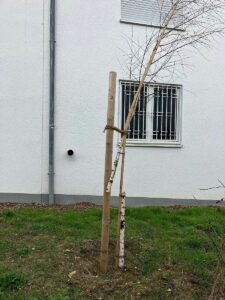 Durchgesägte junge Birke vor einem Haus in Mainz-Finthen im Februar 2024. - Foto: Stadt Mainz