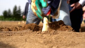 Spargel gilt als hochgradig gesundes und edles Gemüse. - Foto: Umweltministerium Hessen