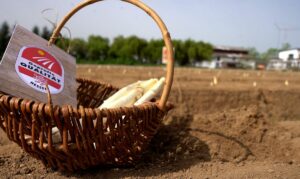 Spargel in einem Korb auf einem Feld in Hessen. - Foto: Umweltministerium Hessen
